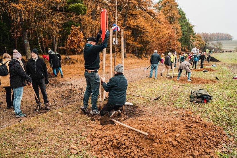 3 Billion Trees EU Pledge Tree Of The Year