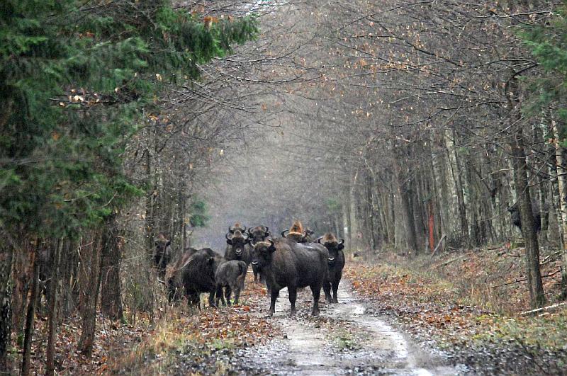 Białowieża Forest: threatened by large-scale logging – Tree of the