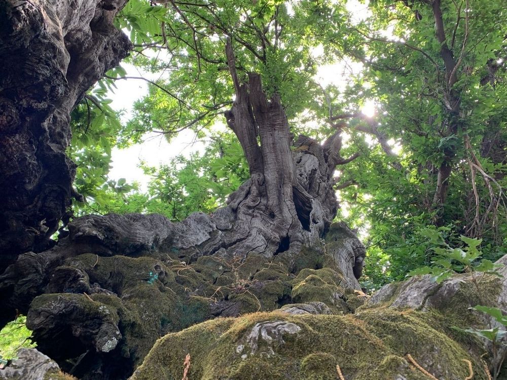 world's most beautiful trees photography chestnut tree of one hundred horses