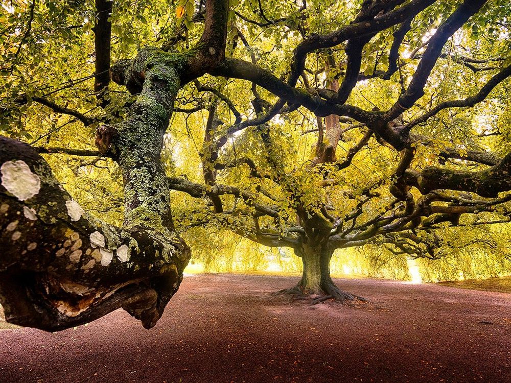What Is French For Tree At Charles Mattingly Blog