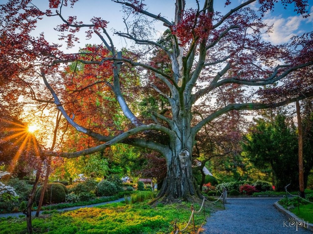 The Polish beech “Heart of Garden” won the hearts of Europeans. It ...