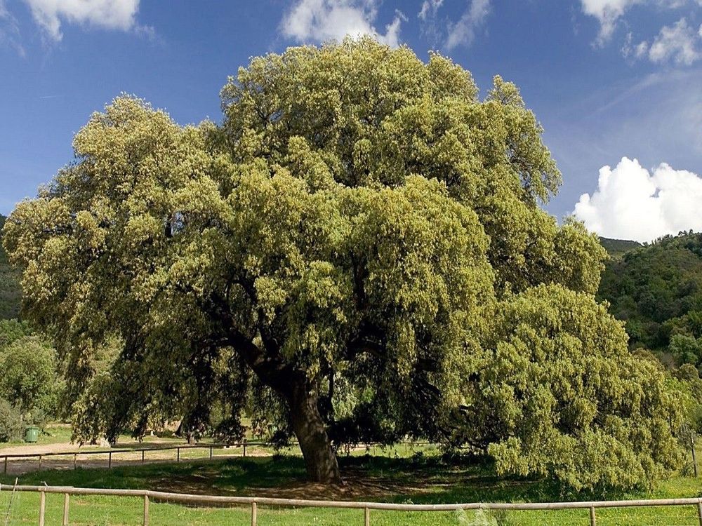 The Three-Legged Spanish Oak – Tree of the year