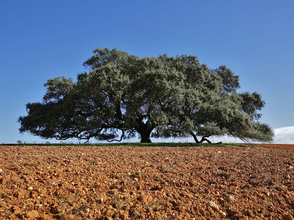 Holm Oak Derby Cane