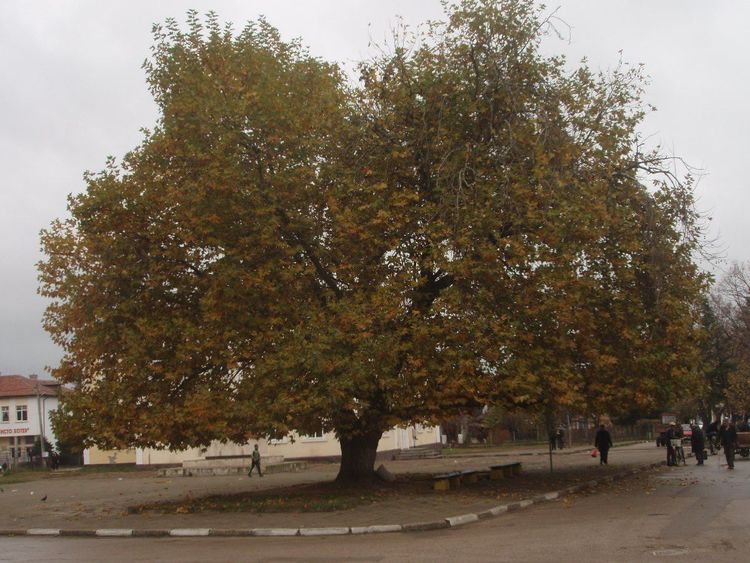 The Plane in Archar village – Tree of the year