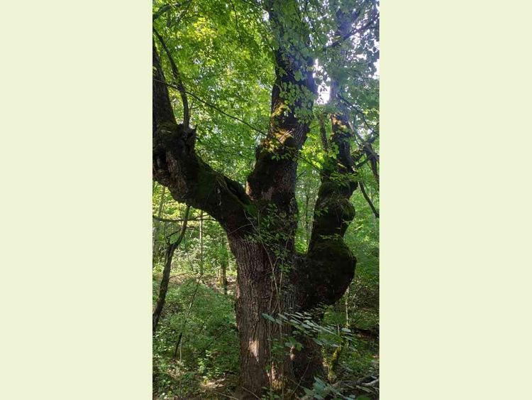 The Oak from Drežnica Field – Tree of the year