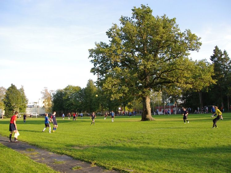 Can You Get My Football Out Of A Tree?'