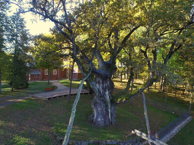 Stelmužė oak Tree of the year