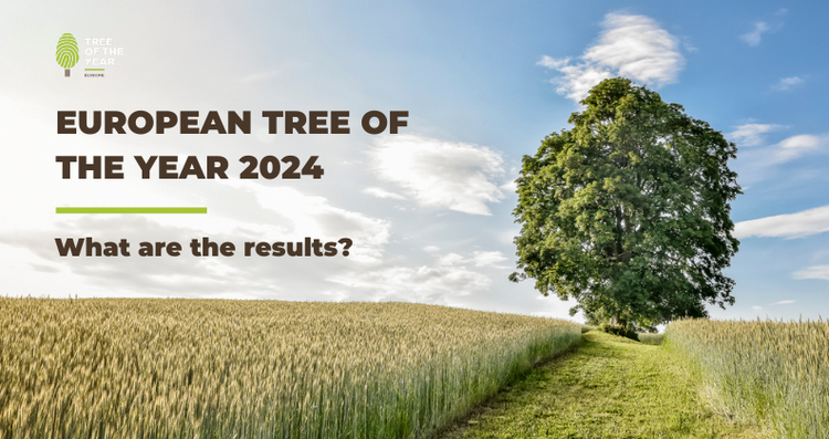 Vote – Tree of the year