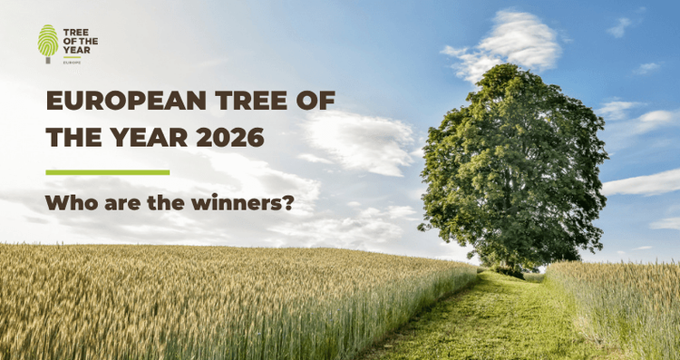 European Tree of the Year 2026 – Tree of the year