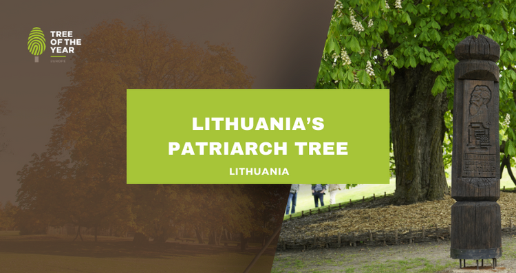 Lithuania’s Patriarch Tree – Tree of the year