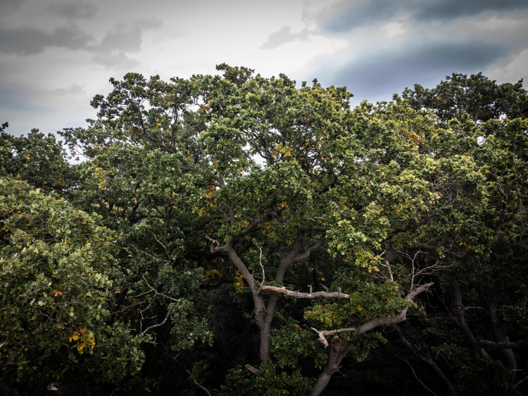 Tree Of The Year