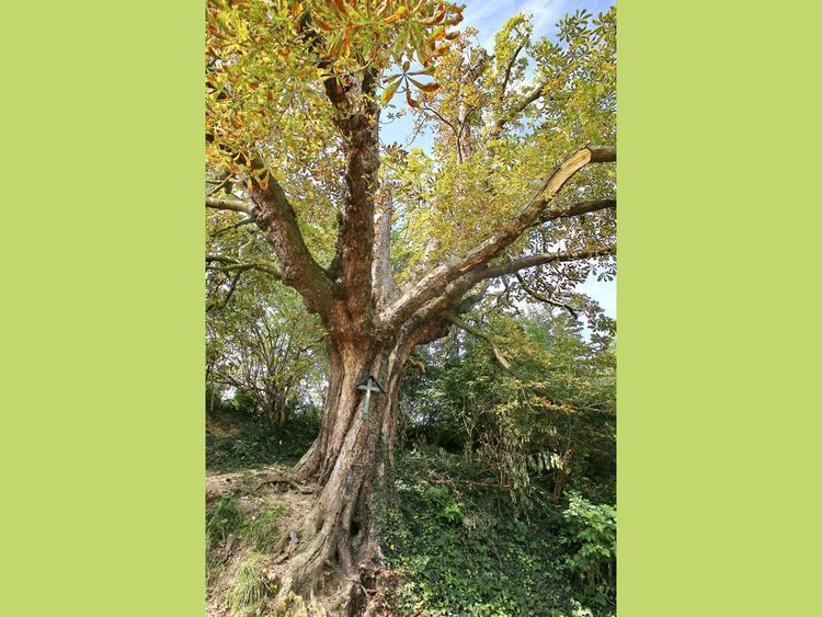 洋楽 AND ALSO THE TREES NAILED m70993903200_1.jpg?1762501124