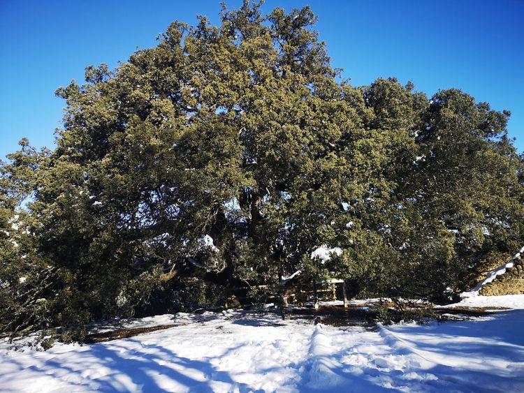 The Millennial Carrasca of Lecina – Tree of the year