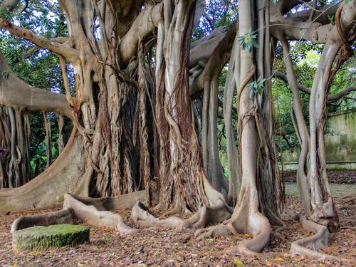 Tree of the year