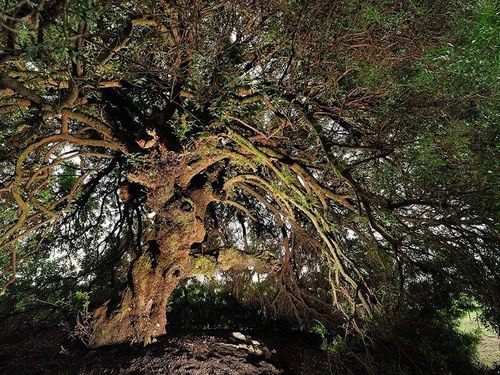 The Wish Tree – Tree of the year