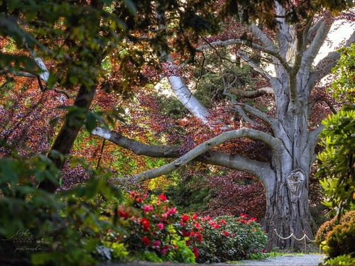 Tree of the year – Explore the trees with the most interesting stories